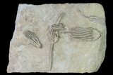 Three Species of Crinoids on One Plate - Crawfordsville, Indiana #150439-2